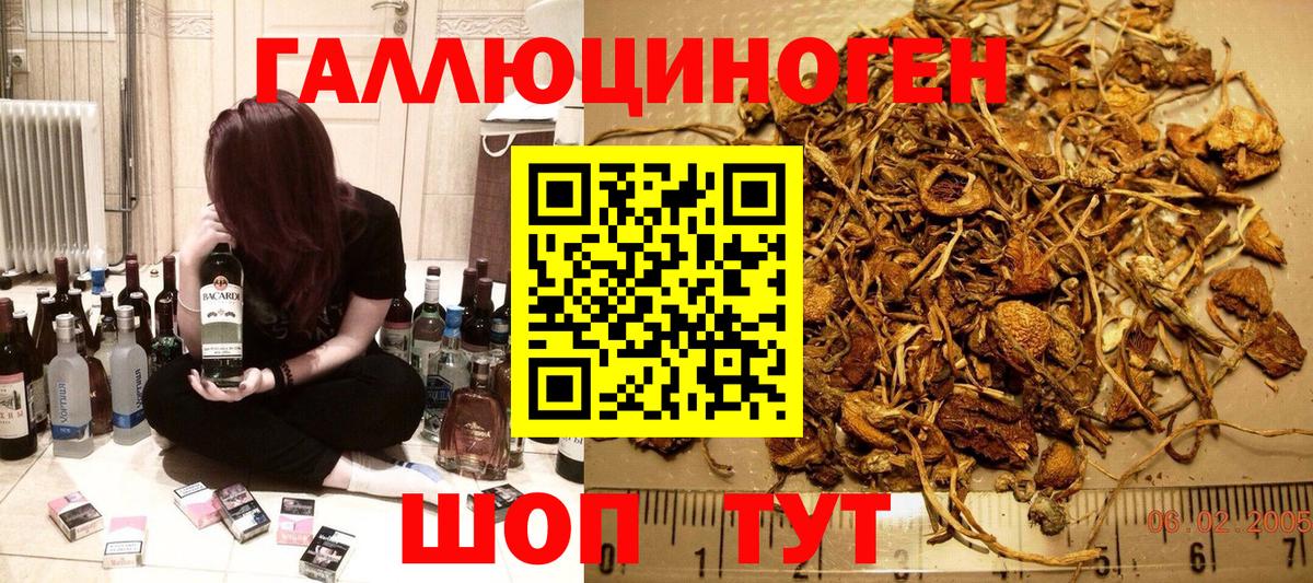 Арсеньев  Псилоцибиновые грибы Psilocybe  Вход с VPN 